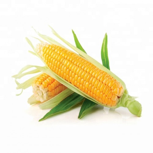 Sweet Corn